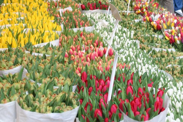 Bloemenmarkt (Flower market) Amsterdam